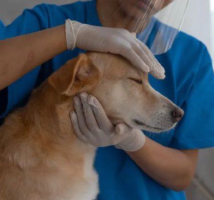 3年亏损30亿，“暴利”的宠物医疗为何难做？