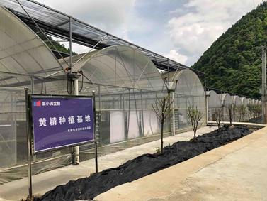 重庆市秀山县隘口镇黄精种植基地