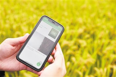 近年来，安徽芜湖中联智慧农业峨桥示范基地运用物联网、大数据等技术改造传统水稻生产，图为工作人员通过手机终端了解稻田合适的收割时间。新华社记者 张端摄