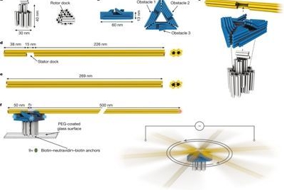 首个DNA材料制成的纳米马达面世 有望用于驱动化学反应