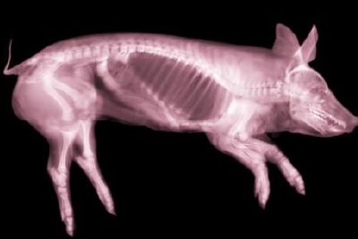 猪死后器官可“复活” 新研究或拓宽器官移植应用范围