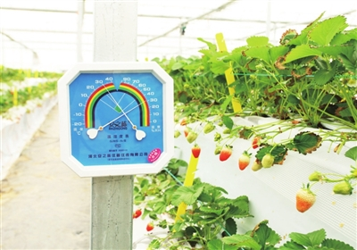 监控草莓园里温度和湿度计