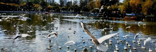 图2：翠湖公园中的红嘴鸥&nbsp;&nbsp;资料来源：昆明市翠湖公园，申万宏源研究