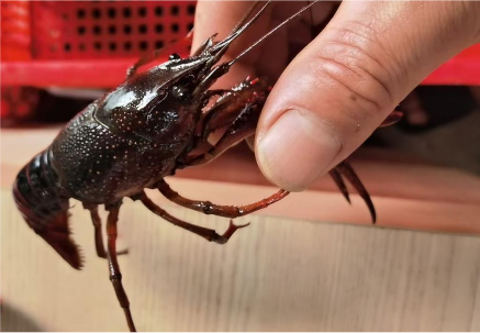 资料图：准备上市销售的小龙虾