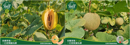 “新鲜上市 永辉自有品牌永辉农场蜜瓜家族“添新丁”