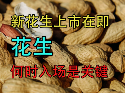 花生：新花生上市在即，何时入场是关键