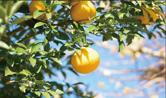 农夫山泉苏打天然水饮品口味上新日向夏橘的清香酸甜