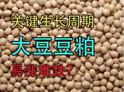 大豆豆粕:进入关键生长周期,美豆易涨难跌?