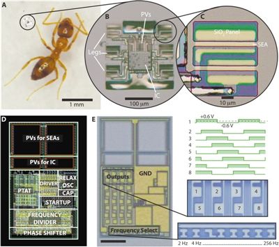（A）蚂蚁旁边的微型机器人。(B)机器人的放大视图。(C)机器人的一条腿 ,由刚性面板、活动铰链组成。(D)带有标记的主要电路块的电路的CAD布局图像。(E)微型机器人控制电路的光学显微镜图像。 图片来源：《科学·机器人》