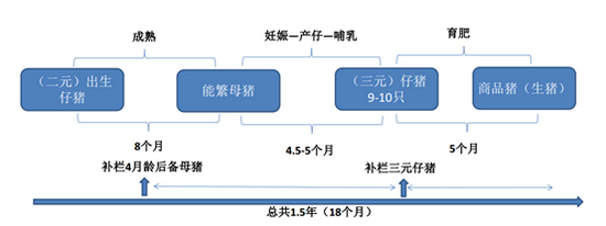 政策强力支持！“二师兄”暴力反弹 猪周期要反转了？