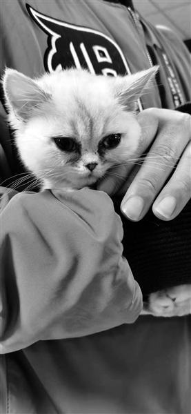 西安一名市民曝光：4000元买只猫 隔天查出多种病