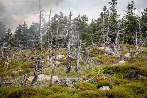 酸雨是造成树木枯死的重要原因之一