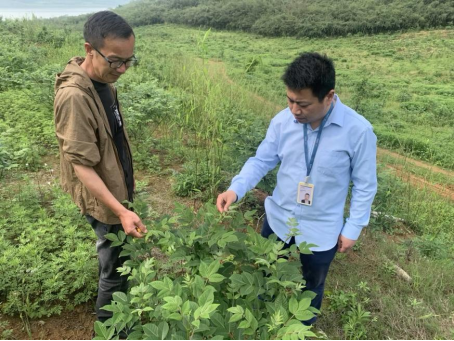  那片差点枯掉的吴茱萸，是怎么活过来的？ 股票财经