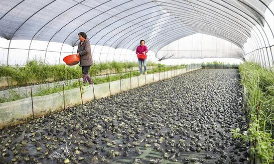 牛蛙养殖场（图片来源：cfp）