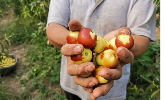 资料图：冬枣采摘
