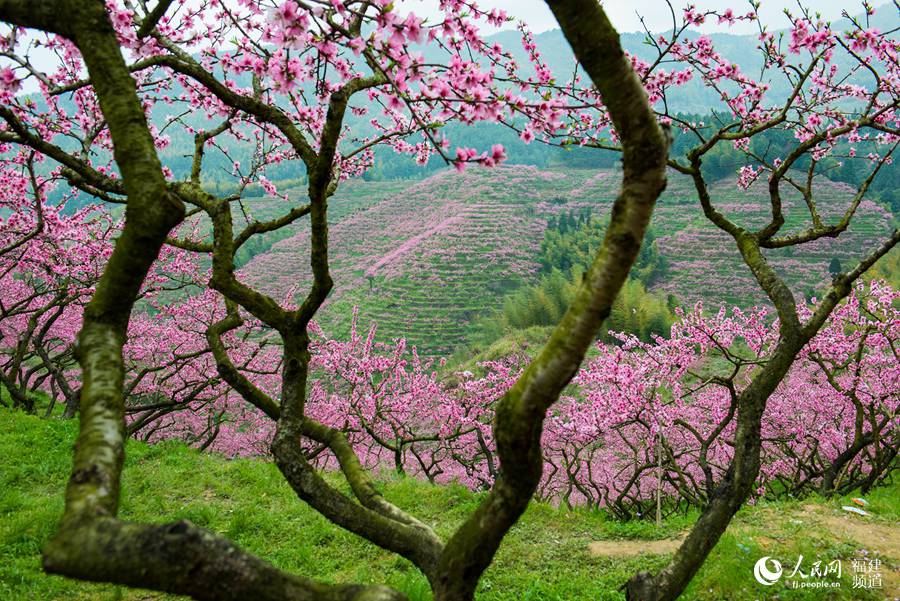 福建图库关注摄影师微博 分享到微博 9 / 18 古装美人在桃花树下赏花