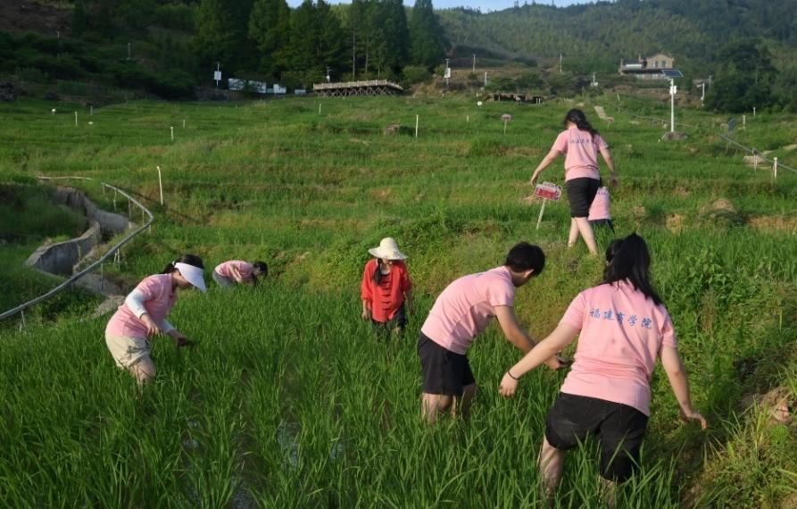 “新农人”邱桂敏带领实践队成员下地体验农活