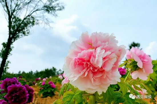 闽侯有个以花为品牌的村子