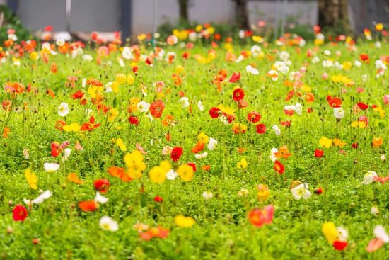 @厦门人，别错过！湖里春日花海打卡攻略来了→