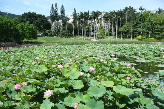 湖里公园荷花已开，速来打卡！
