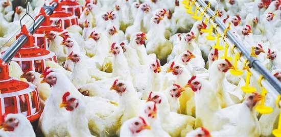 央媒看福建 | 经济日报头版头条刊发重磅调研：圣农突围