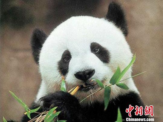 图为住在福州海峡大熊猫中心的"巴斯"