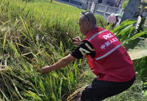 7月初连下暴雨,导致福建泉州市惠安县紫山镇官溪村,泉港区汶阳村种植