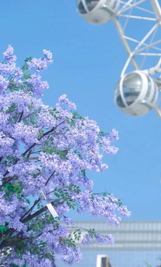 惊艳！海边花谷来了！遛娃+溜宠两不误~