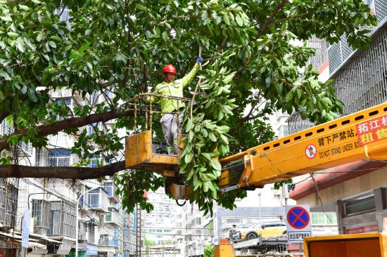 同安：市政园林部门修剪加固行道树 消除安全隐患_手机新浪网