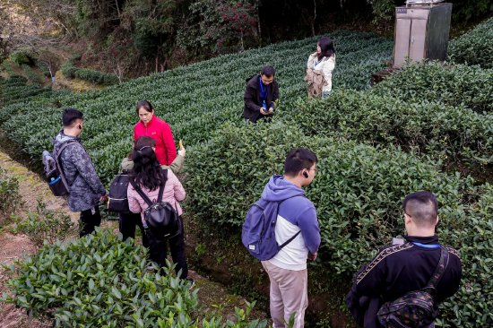 全国融媒体记者在武夷山生态茶园采访