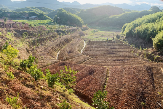 蓝田乡以项目建设为抓手  绘就产业"春耕图"