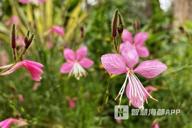 云集1500种花卉， 福州千卉园奇异芬芳 - Vimarsana News