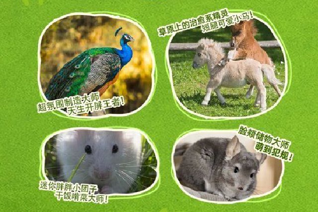 八月来湖里，看萌宠、吃冰、听音乐、过夏天！