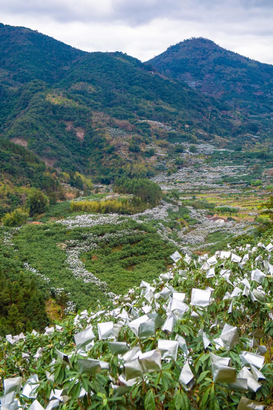 官宣第五届福州福清云上枇杷文化节下周见