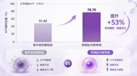 紫外损伤模型下细胞ATP相对含量，经过燕窝肽共聚物干预后显著提升②