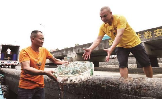 厦门高崎渔港沸腾，多数渔获还未上岸就被锁定 活虾蟹及冰鲜鱿