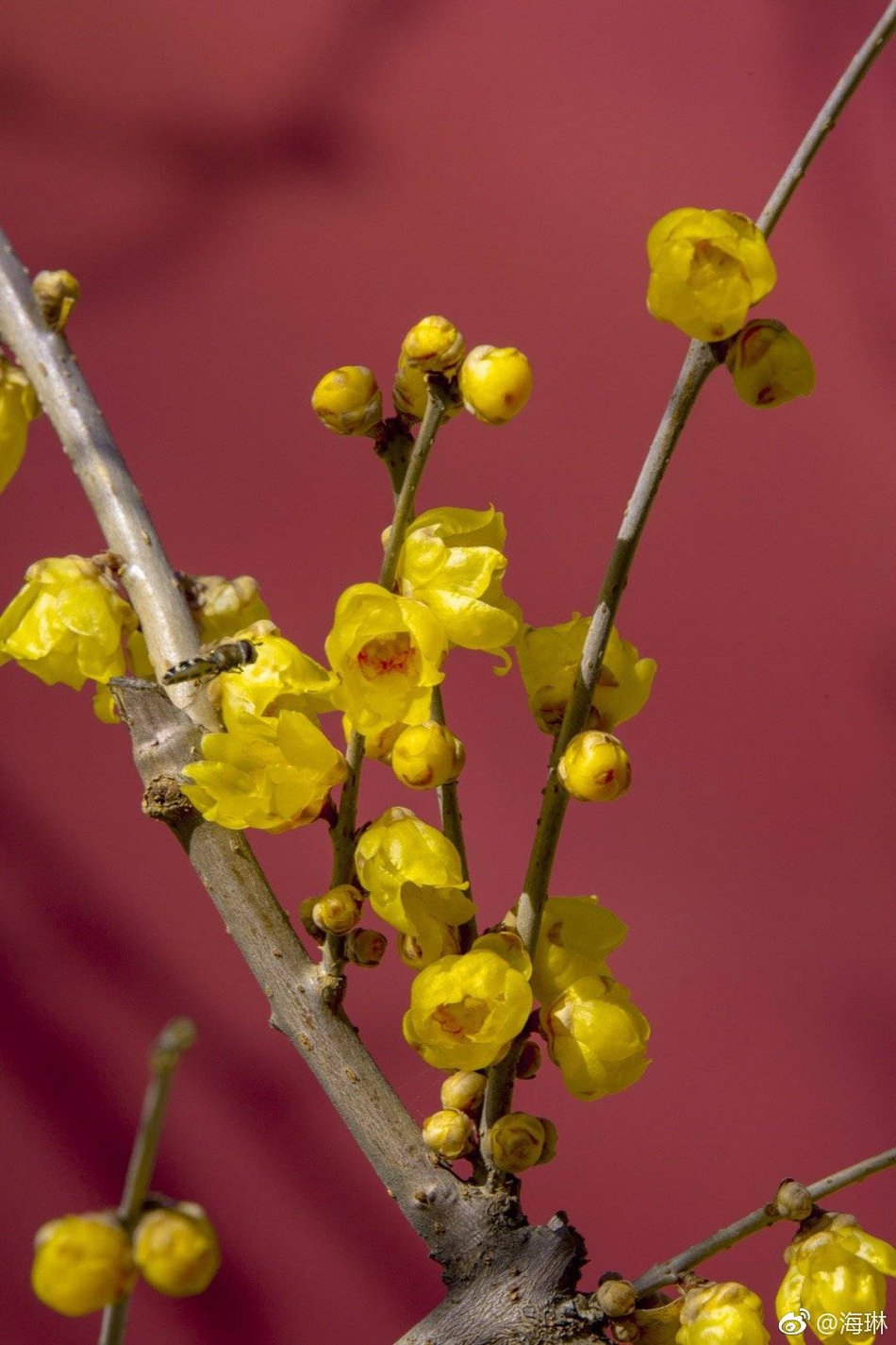 禅意摄影:卧佛寺腊梅迎春自生香