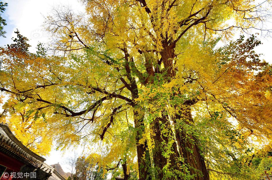 京西古刹潭柘寺千年帝王树金叶满枝头