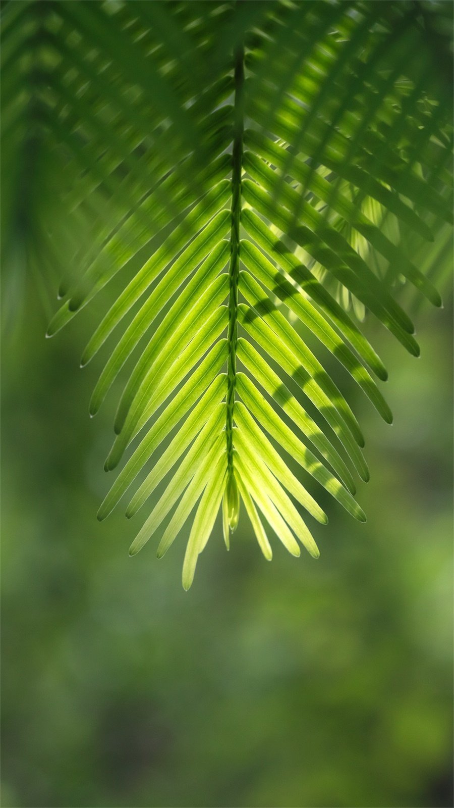 禅意摄影:炎夏清凉