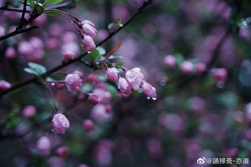 那时花开 作文