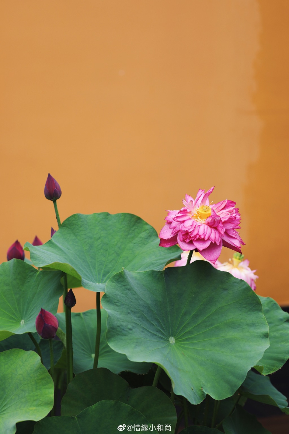 禅意摄影:杭州佛学院雨荷