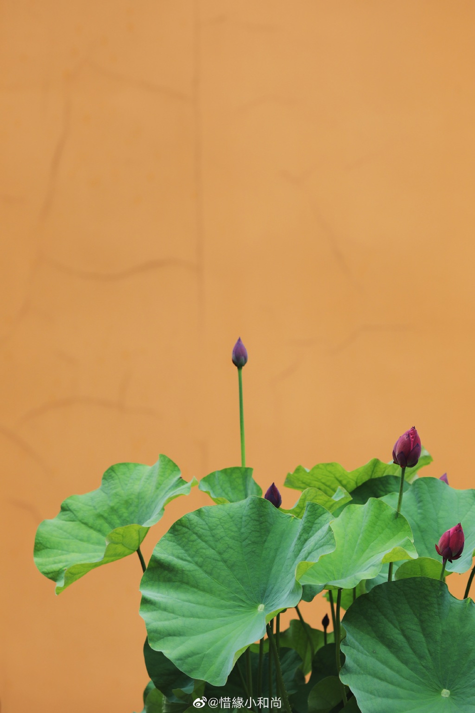 禅意摄影杭州佛学院雨荷