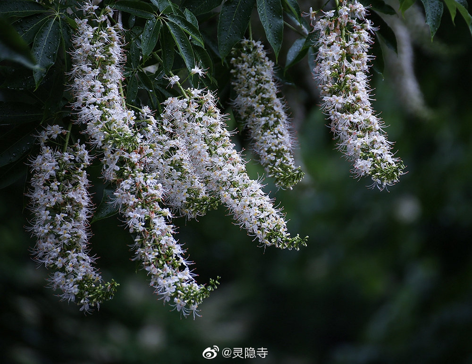 灵隐寺娑罗树渐次开花