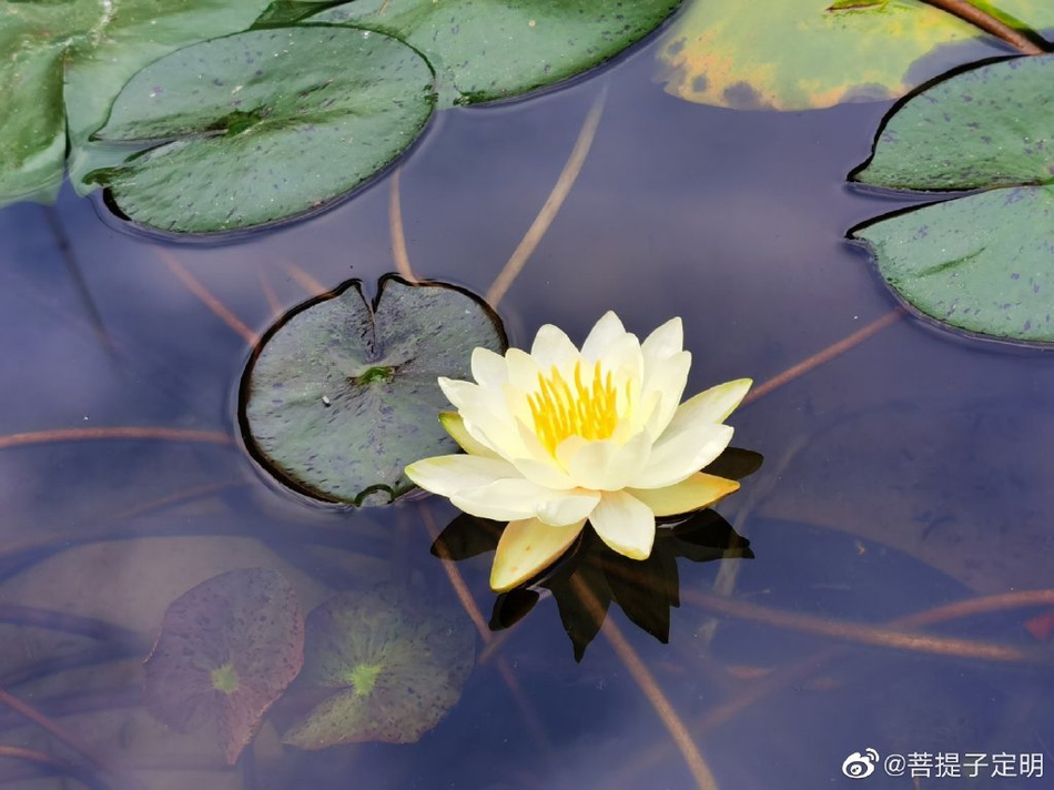 禅意摄影普陀睡莲清净无尘