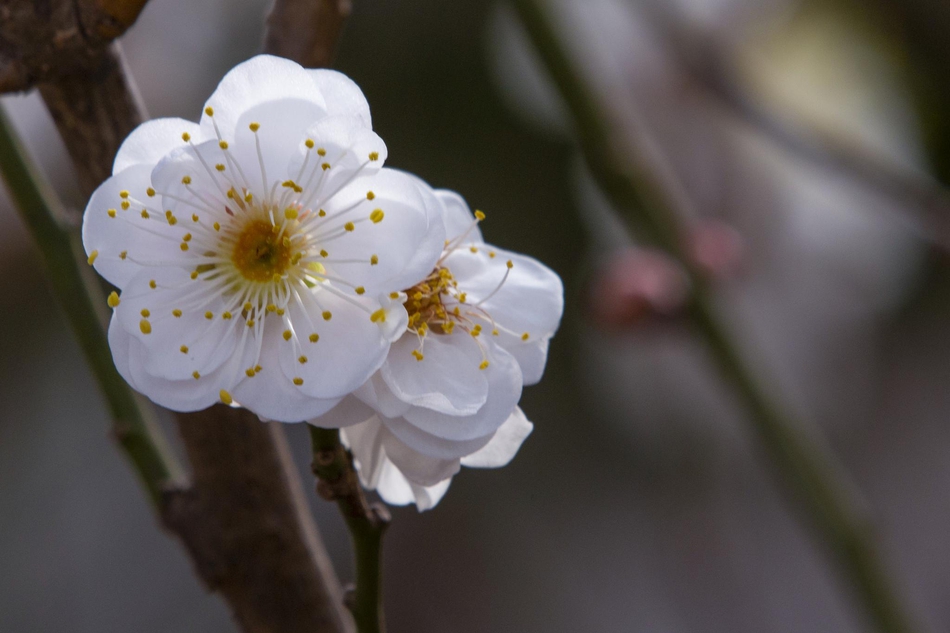 写迎春花的作文