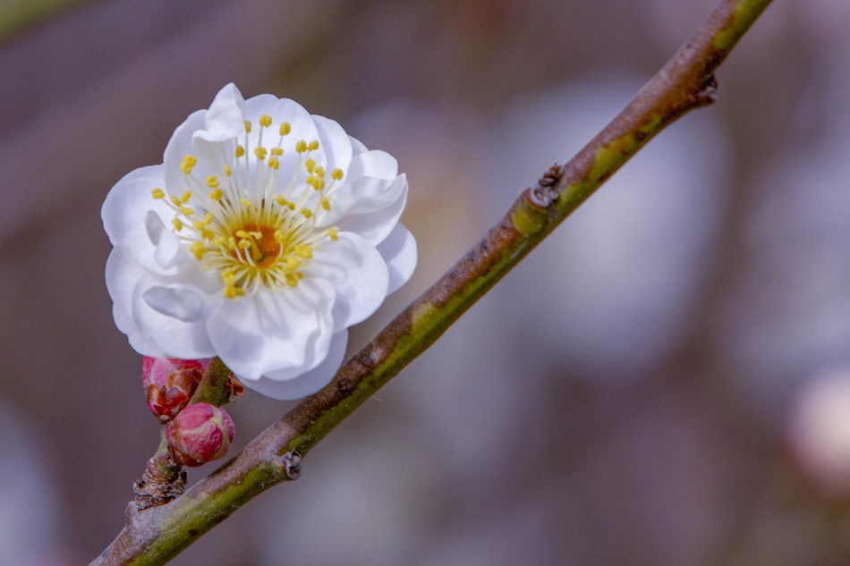 小花作文