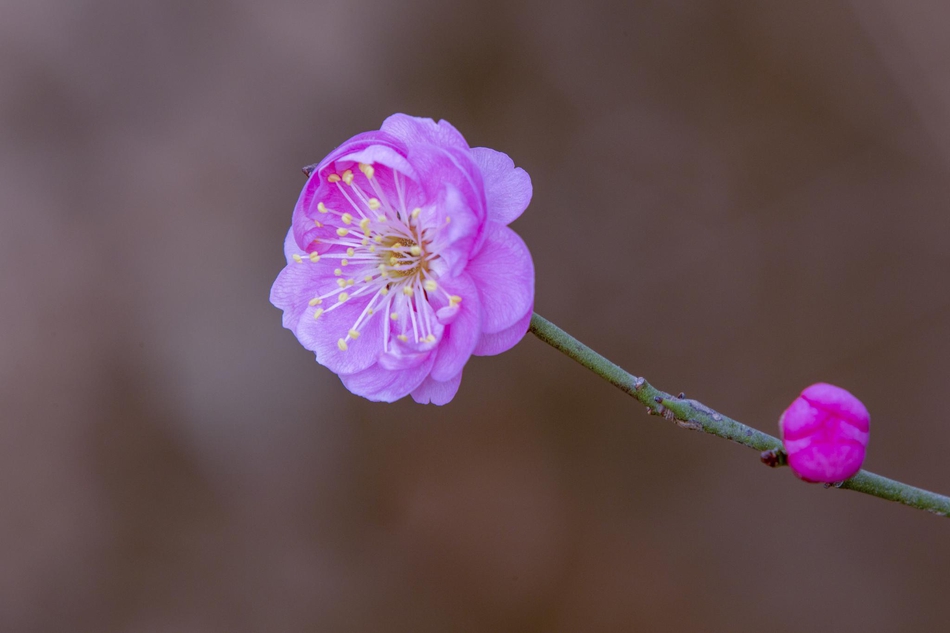 小草 作文