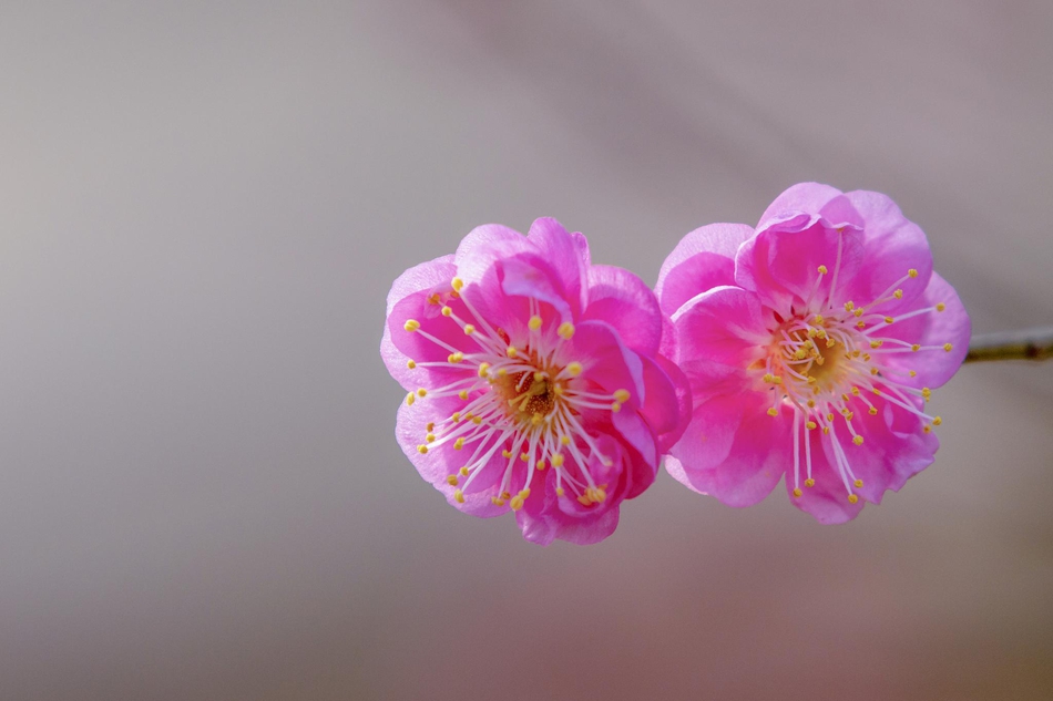 花开了作文