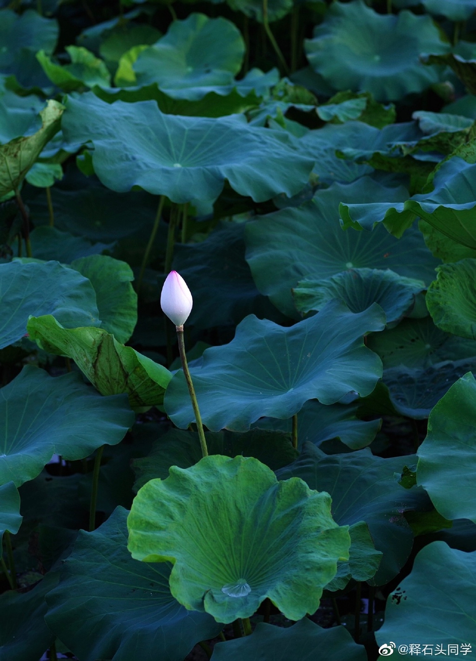 禅意摄影:莲花天昼浮云卷