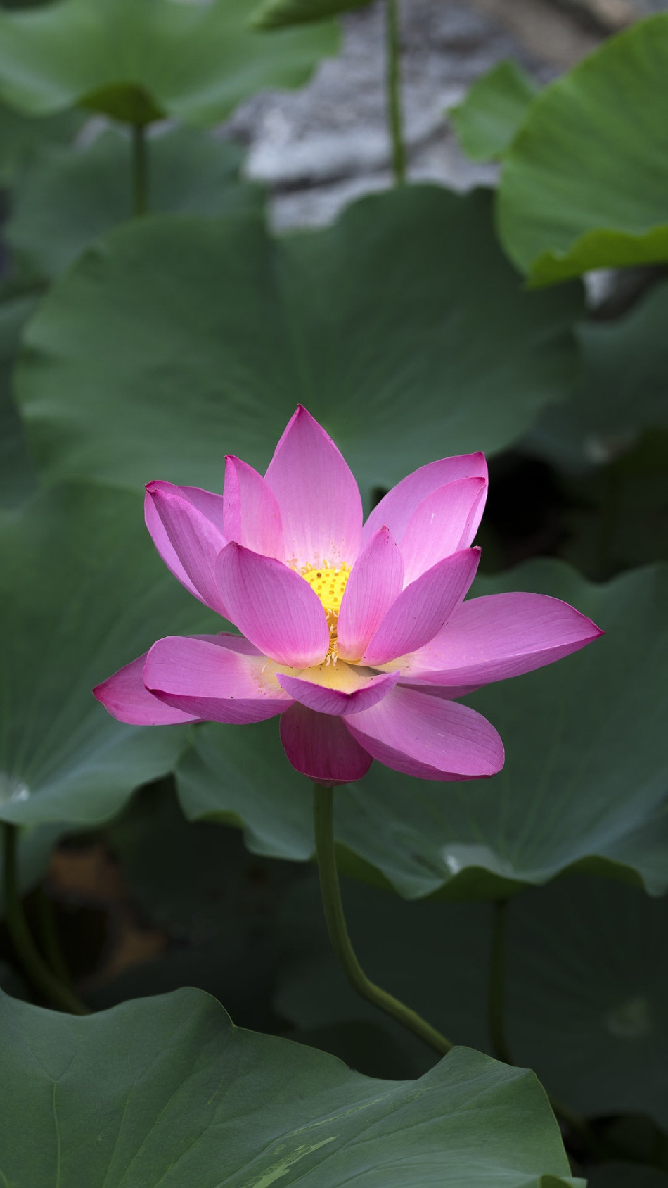 禅意摄影:莲花出淤泥